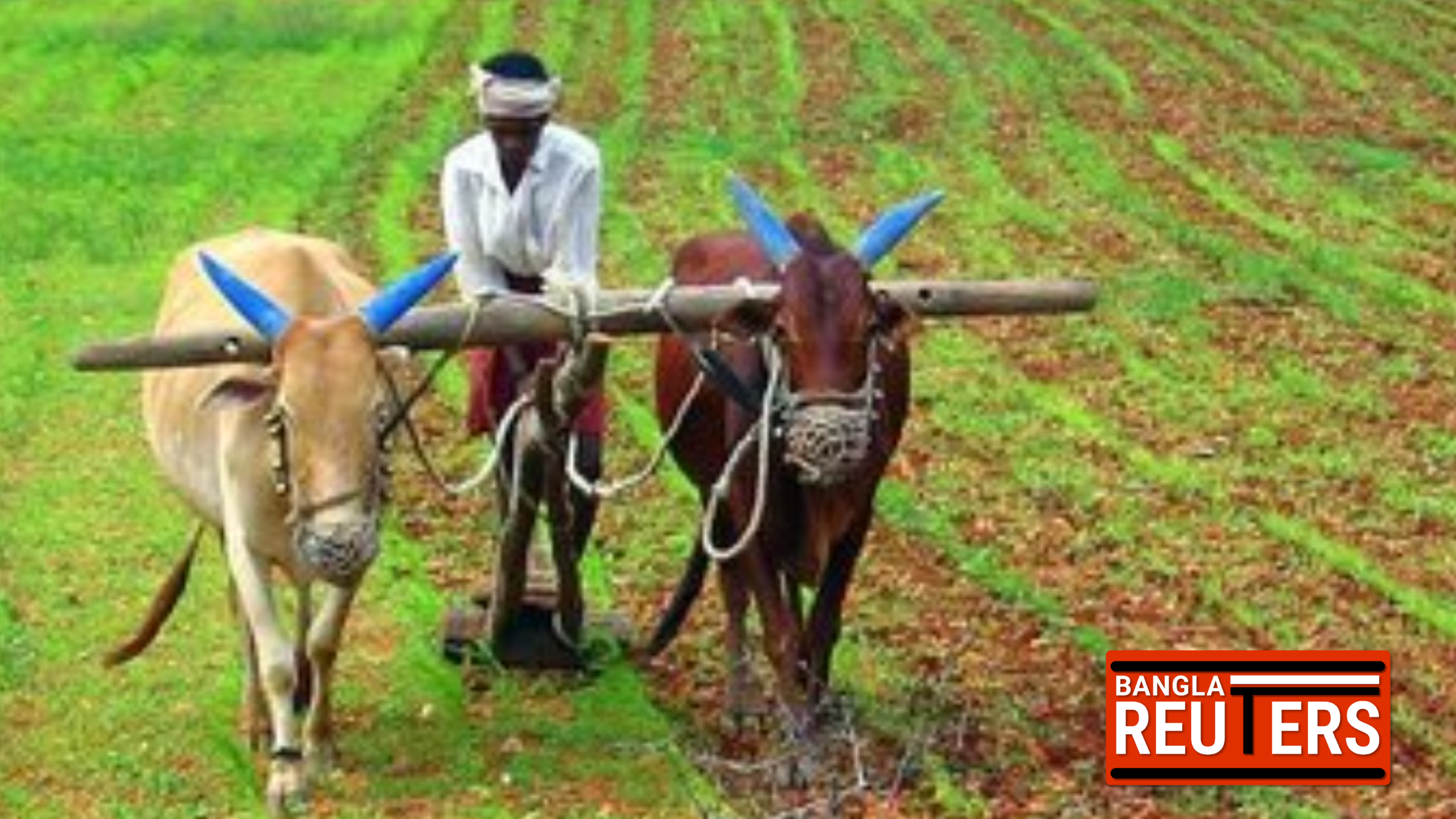 জামানত ছাড়াই ৫ একর পর্যন্ত শস্য ঋণ: প্রান্তিক কৃষকদের ভাগ্যবদলে নতুন দিশা দিচ্ছে কৃষি ব্যাংক